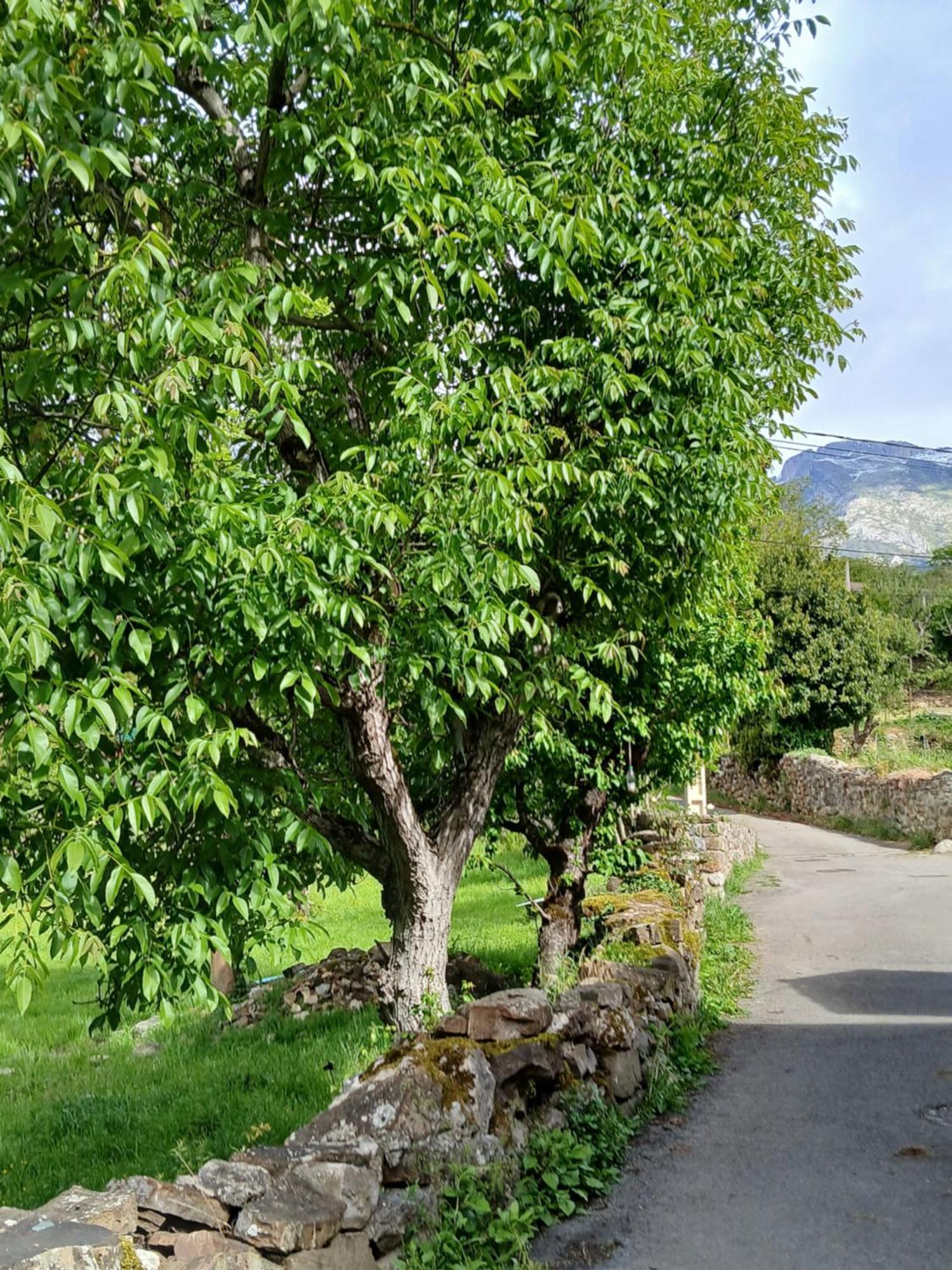 Picos De Europa Suites And Rooms Turieno Exterior photo